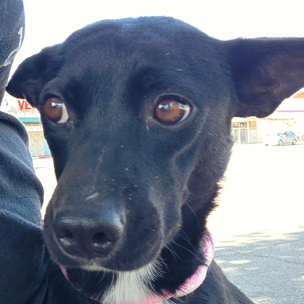 Enlarge Giselle, a Adoptable mixed breed in Chico, CA image 2/6