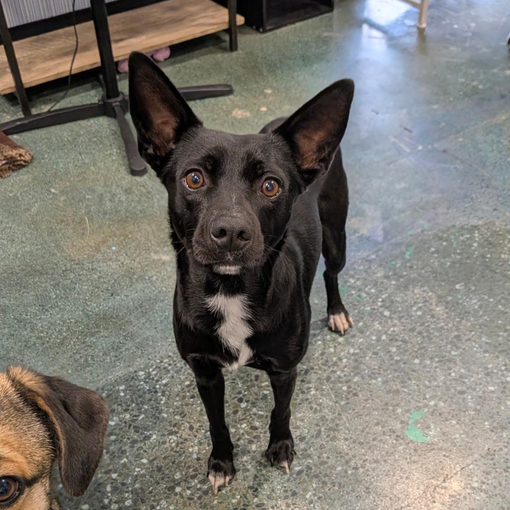 Enlarge Giselle, a Adoptable mixed breed in Chico, CA image 3/6