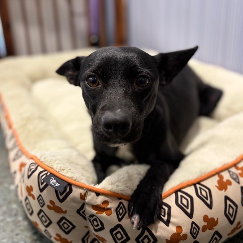 Enlarge Giselle, a Adoptable mixed breed in Chico, CA image 4/6