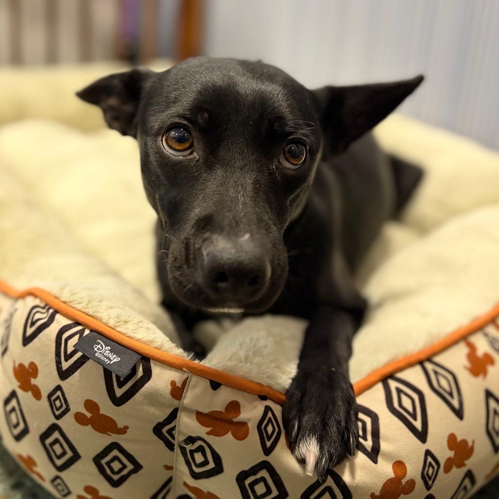 Enlarge Giselle, a Adoptable mixed breed in Chico, CA image 5/6