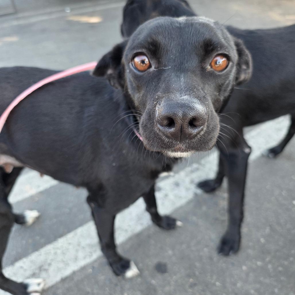 Enlarge Giselle, a Adoptable mixed breed in Chico, CA image 6/6