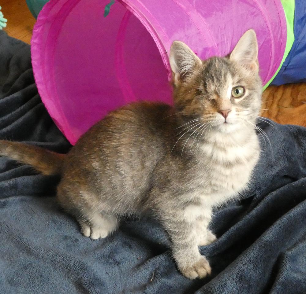 Enlarge Wink (25-248 C), a Adoptable mixed breed in Lansing, MI image 1/5