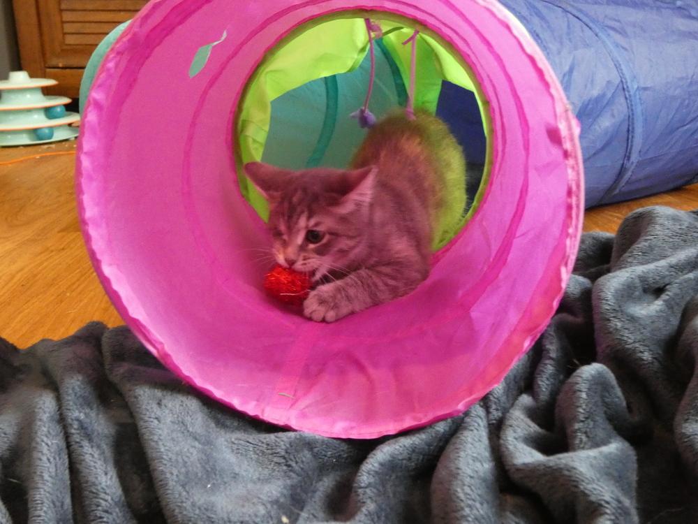 Enlarge Wink (25-248 C), a Adoptable mixed breed in Lansing, MI image 2/5