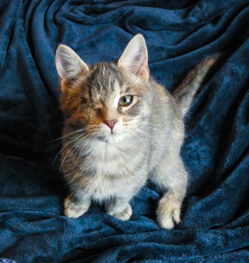 Enlarge Wink (25-248 C), a Adoptable mixed breed in Lansing, MI image 3/5