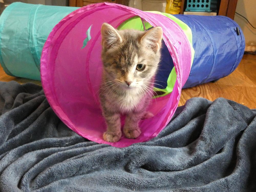 Enlarge Wink (25-248 C), a Adoptable mixed breed in Lansing, MI image 4/5