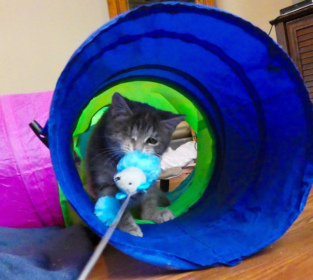 Enlarge Wink (25-248 C), a Adoptable mixed breed in Lansing, MI image 5/5