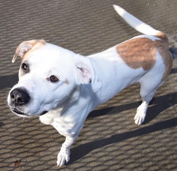 Enlarge Bennett, a Adoptable mixed breed in Des Moines, IA image 1/2