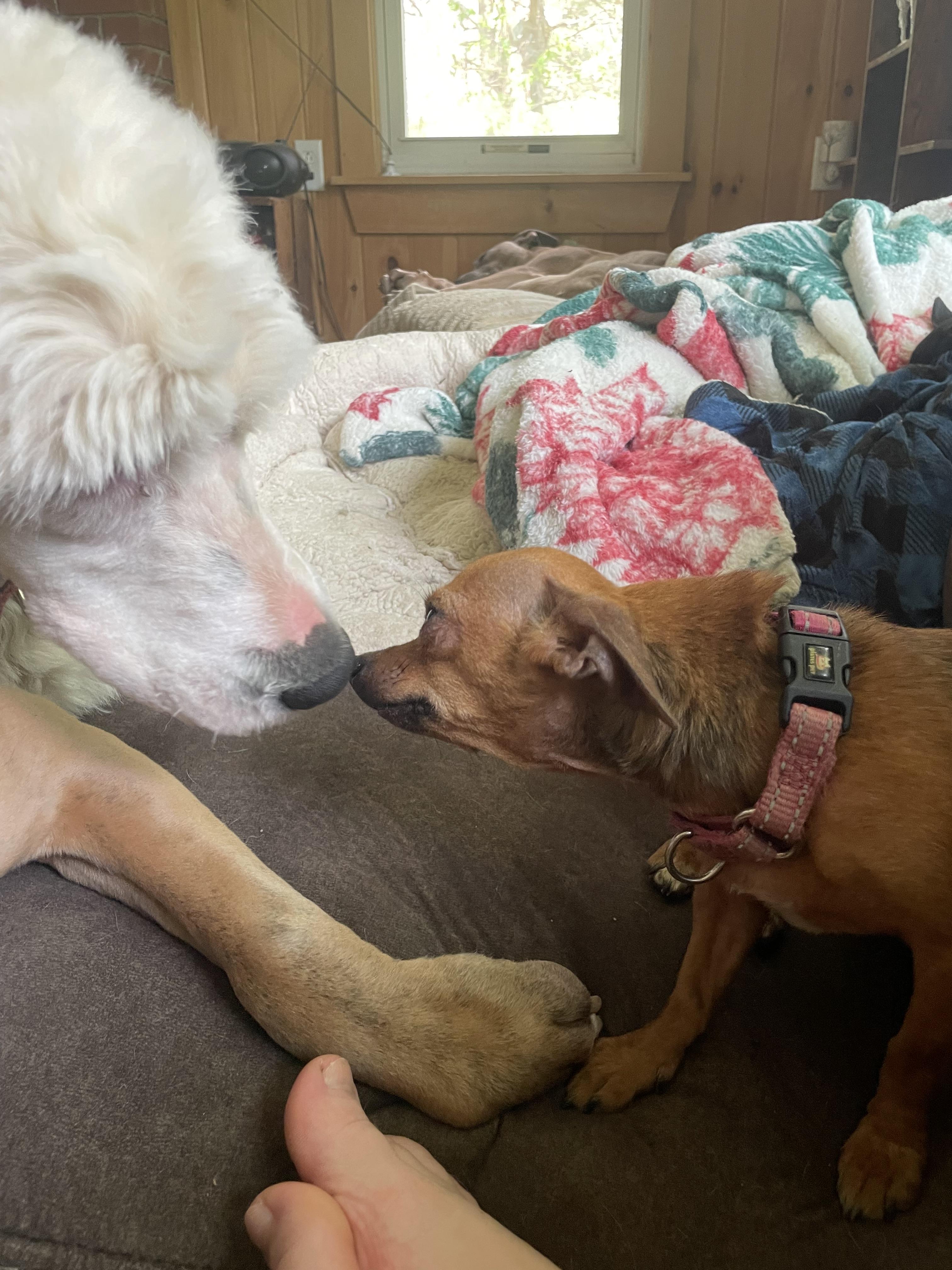 Enlarge Paula, a ADOPTABLE mixed breed in Ontario, NY image 3/5