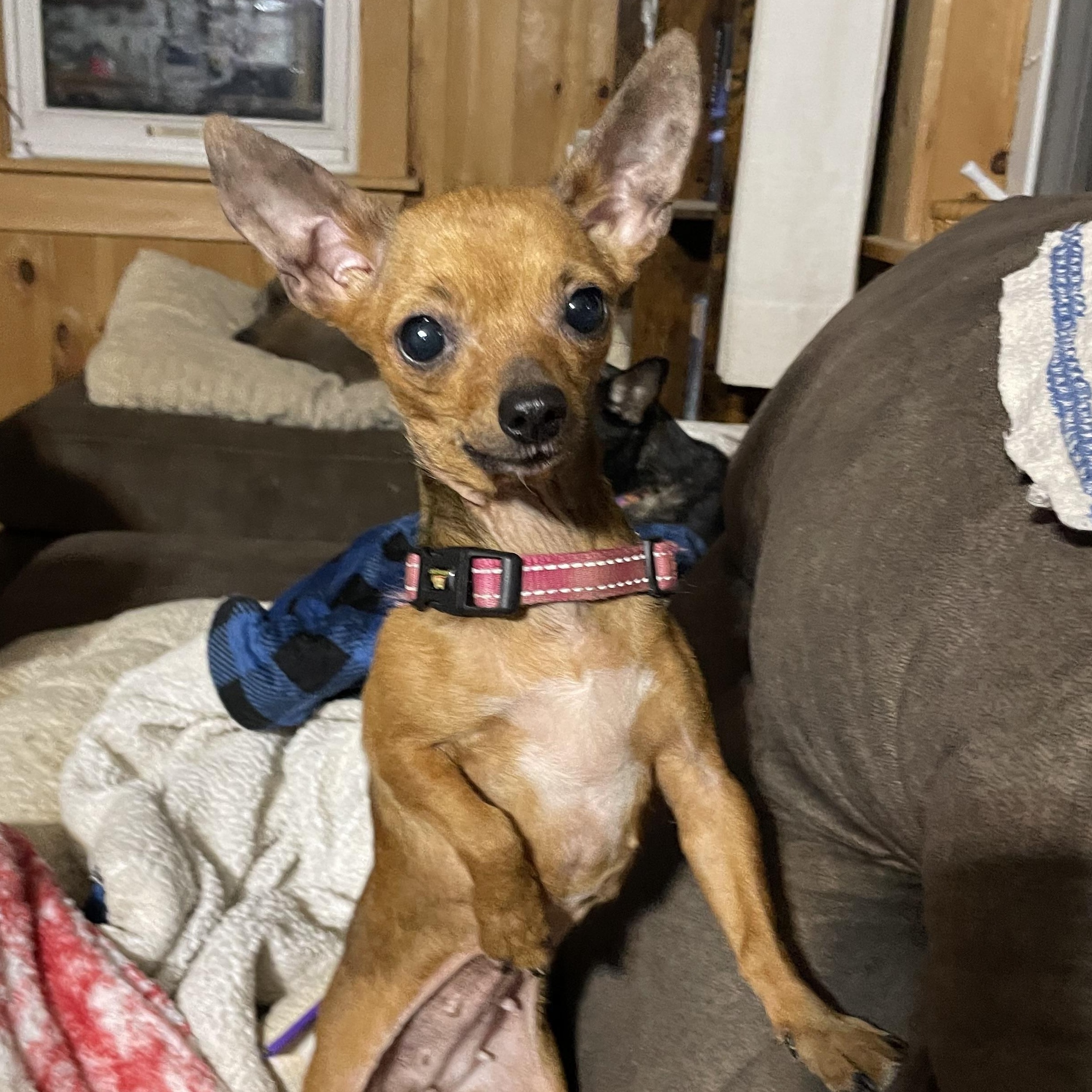 Enlarge Paula, a ADOPTABLE mixed breed in Ontario, NY image 1/5