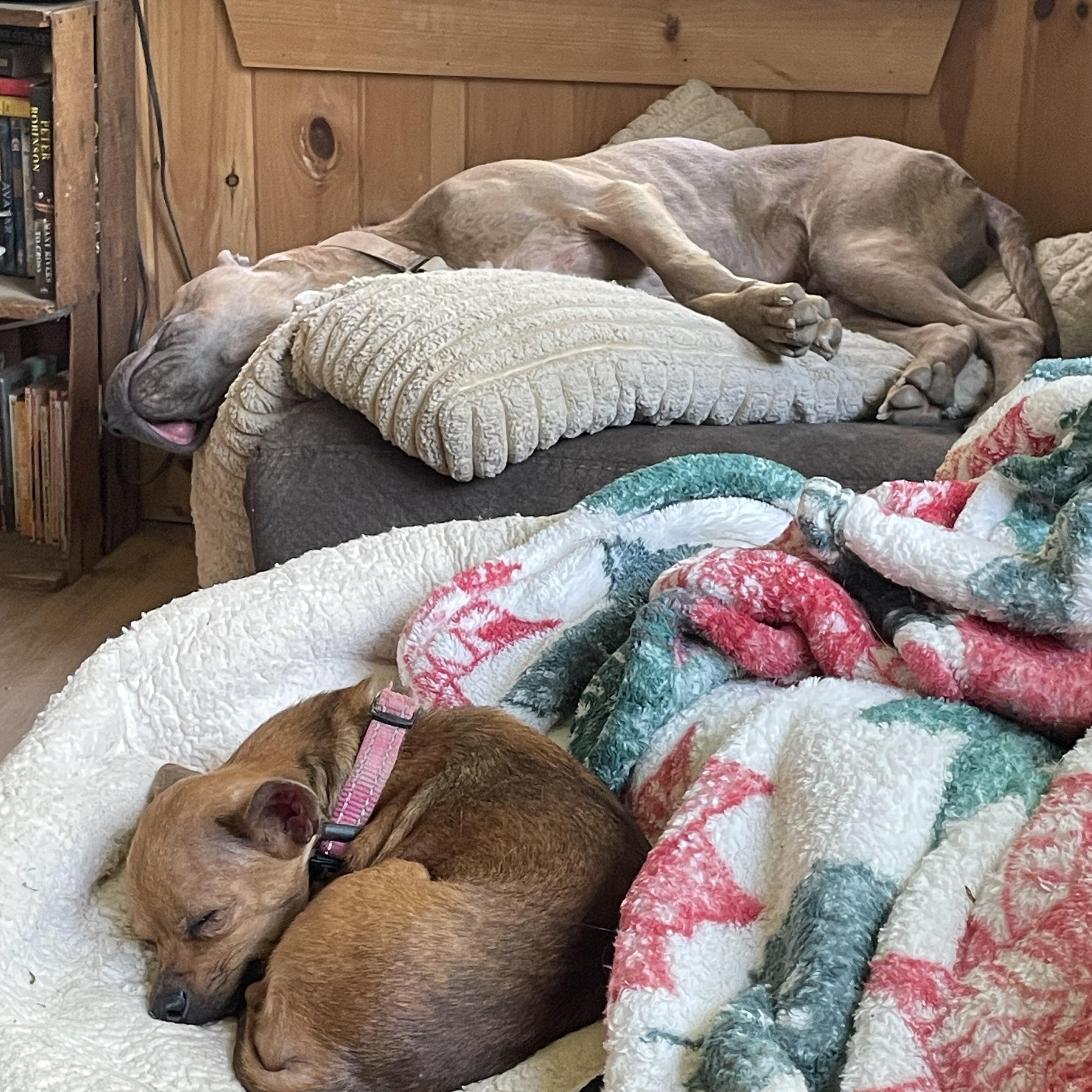 Enlarge Paula, a ADOPTABLE mixed breed in Ontario, NY image 4/5