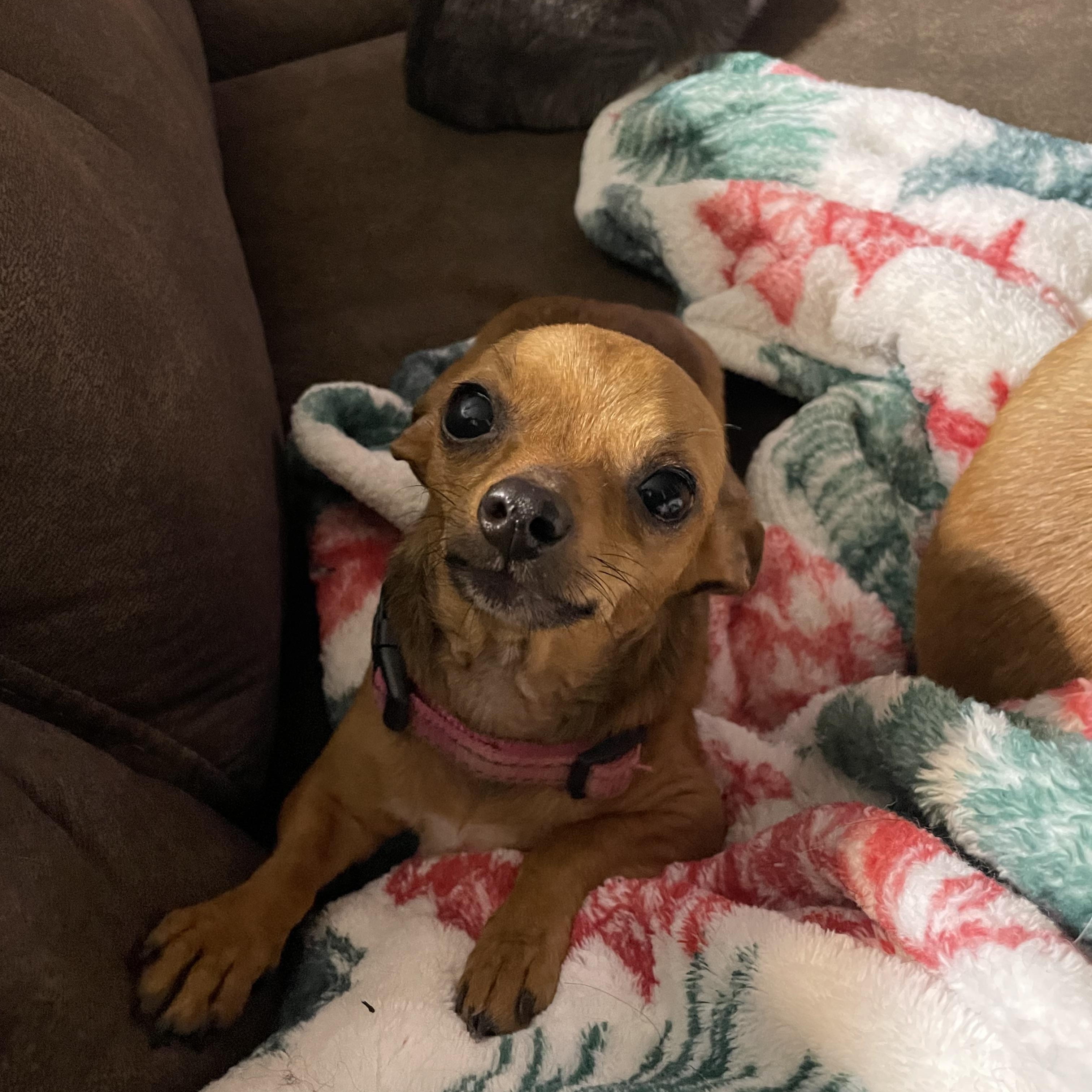 Enlarge Paula, a ADOPTABLE mixed breed in Ontario, NY image 5/5