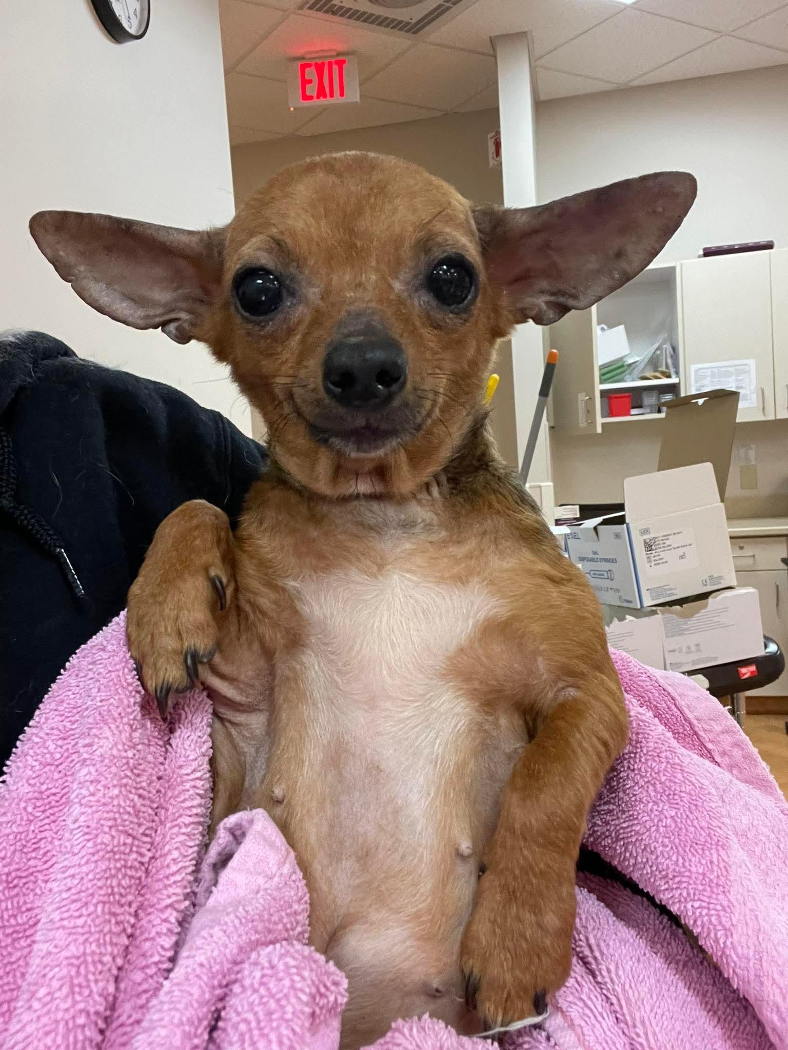 Enlarge Paula, a ADOPTABLE mixed breed in Ontario, NY image 1/1