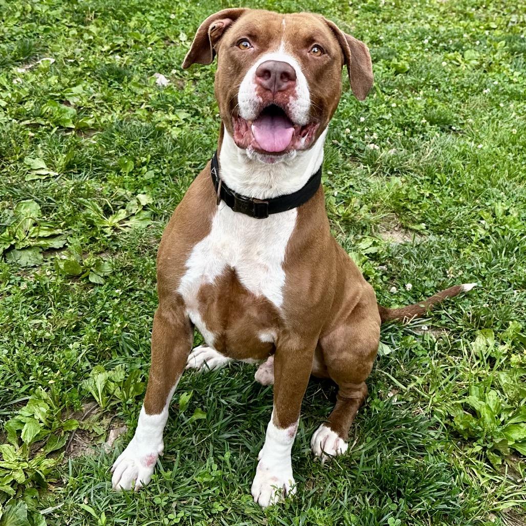 Floyd, Adoptable, Adult Male Pit Bull Terrier.