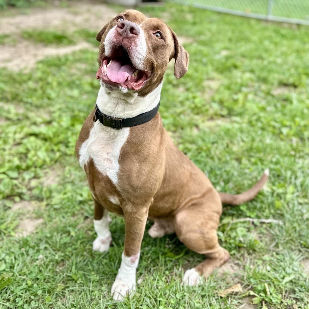 Floyd, a Adoptable Pit Bull Terrier in Warrensburg, MO image 2/6