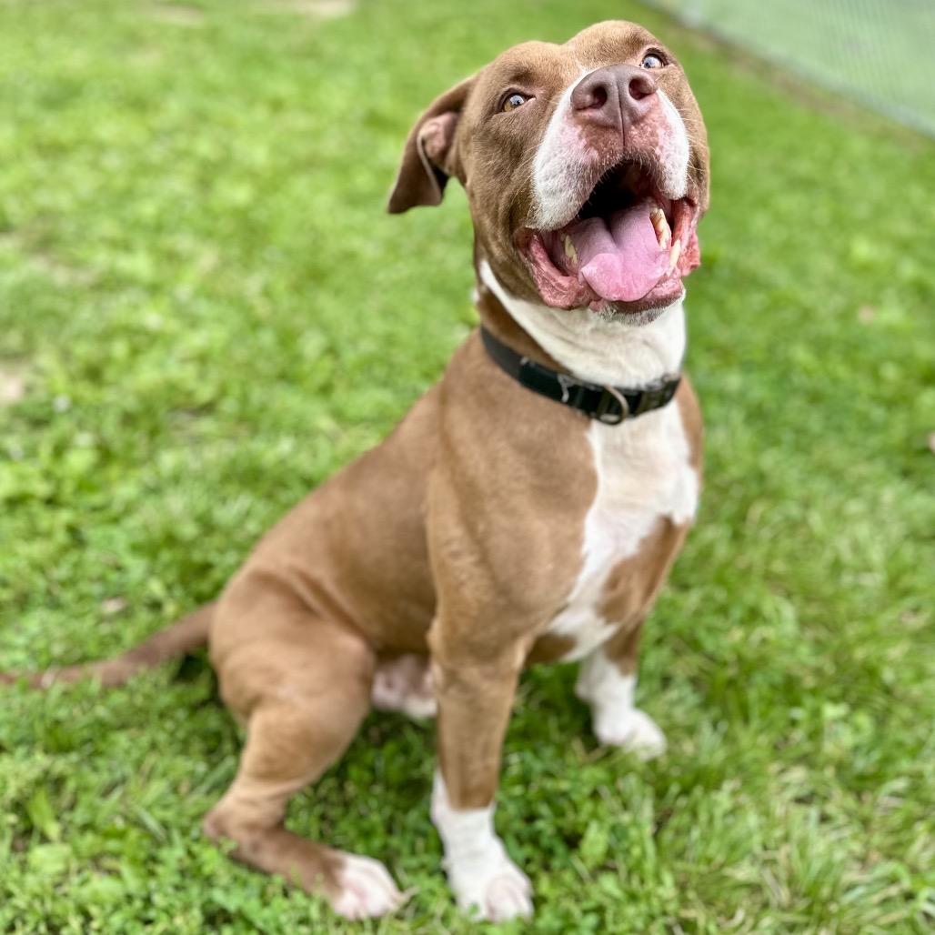 Floyd, a Adoptable Pit Bull Terrier in Warrensburg, MO image 3/6