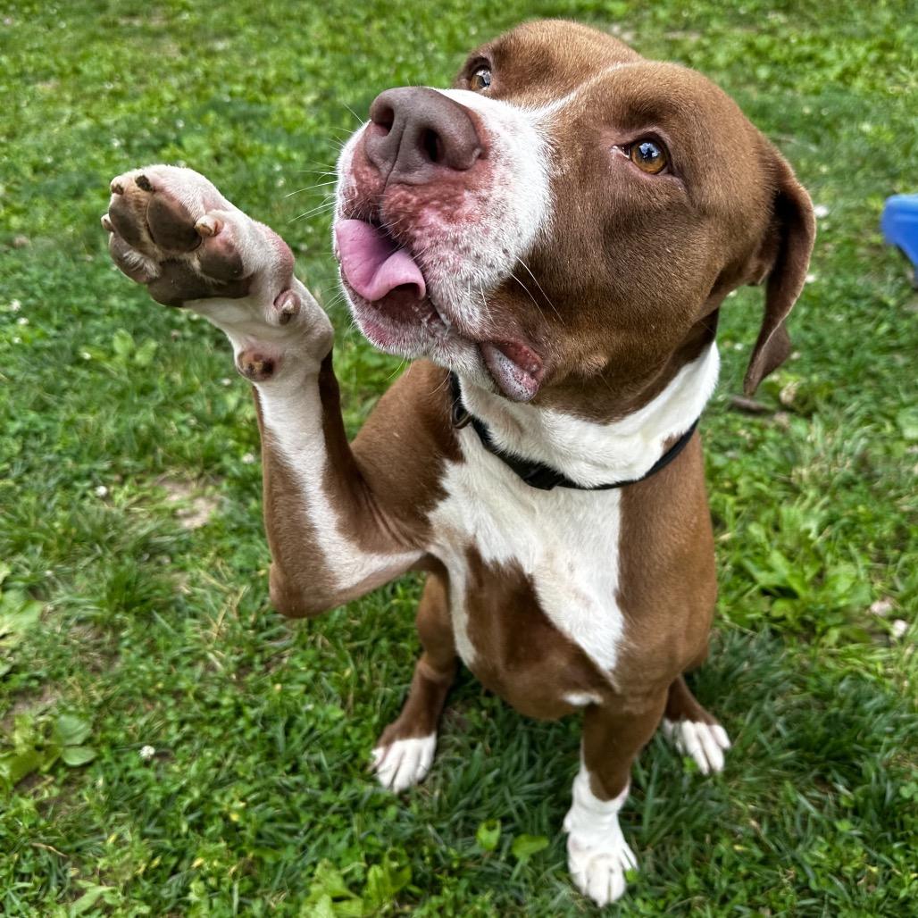 Floyd, a Adoptable Pit Bull Terrier in Warrensburg, MO image 4/6