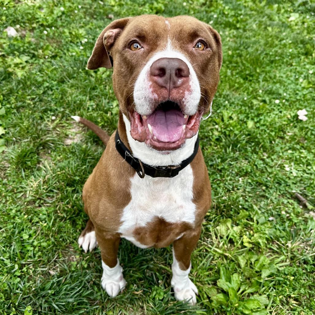 Floyd, a Adoptable Pit Bull Terrier in Warrensburg, MO image 5/6
