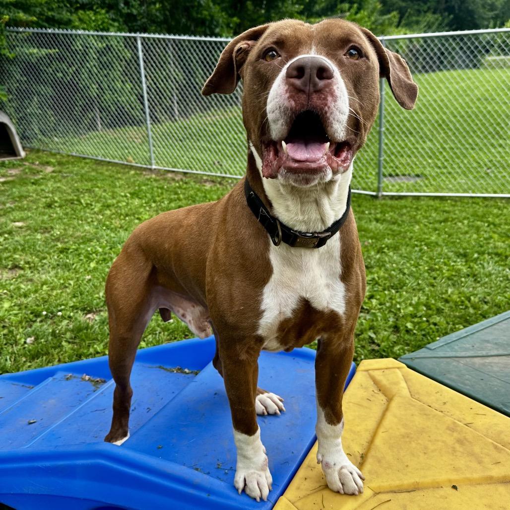 Floyd, a Adoptable Pit Bull Terrier in Warrensburg, MO image 6/6