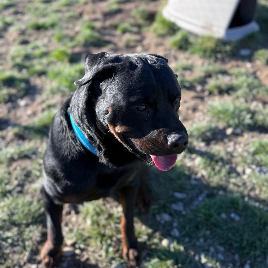 Enlarge Luffy, a Adoptable Mixed Breed in Park City, UT image 2/6