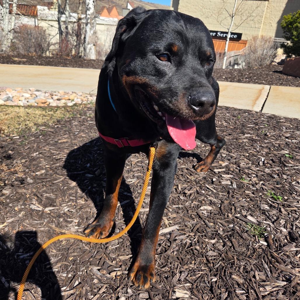 Enlarge Luffy, a Adoptable Mixed Breed in Park City, UT image 3/6