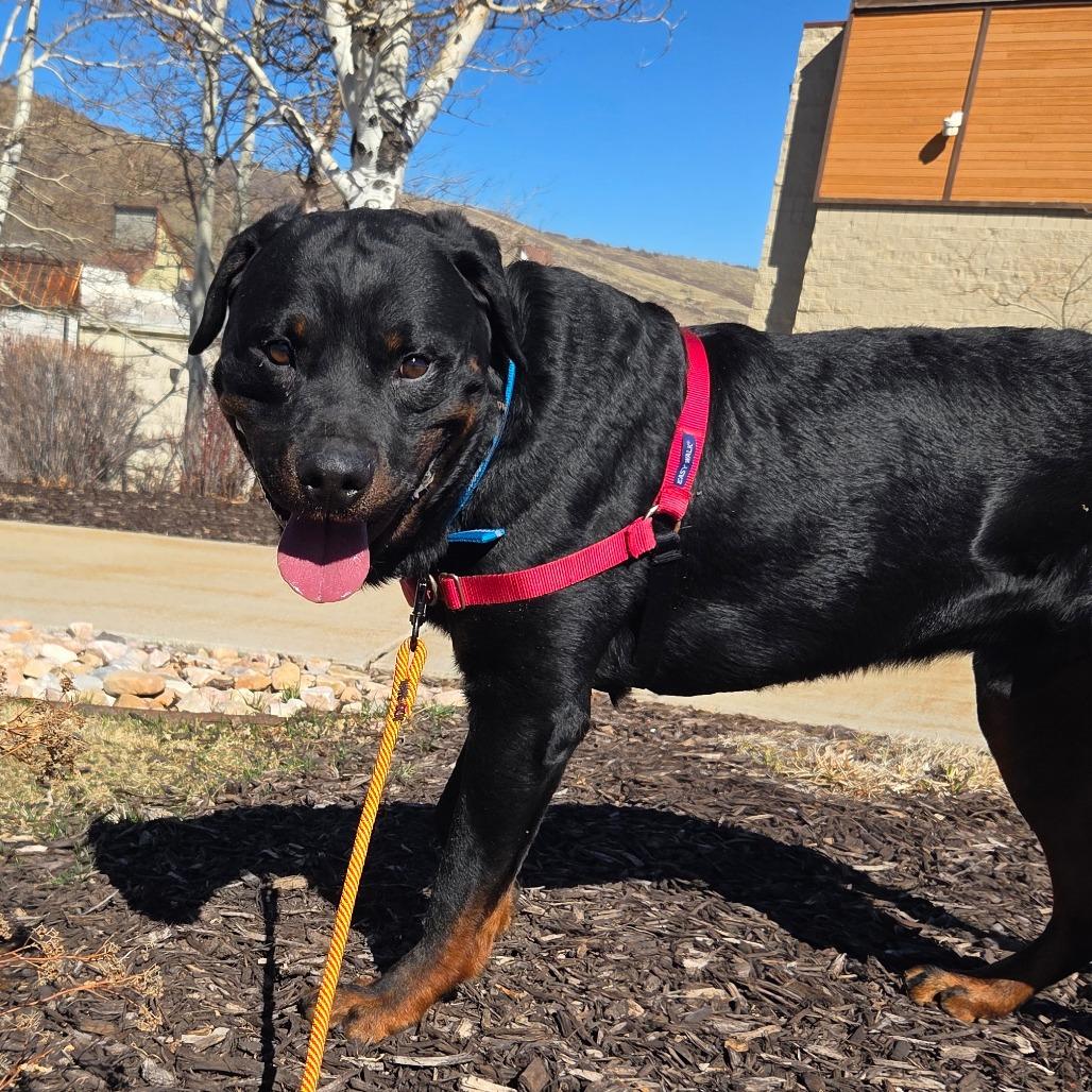 Enlarge Luffy, a Adoptable Mixed Breed in Park City, UT image 6/6