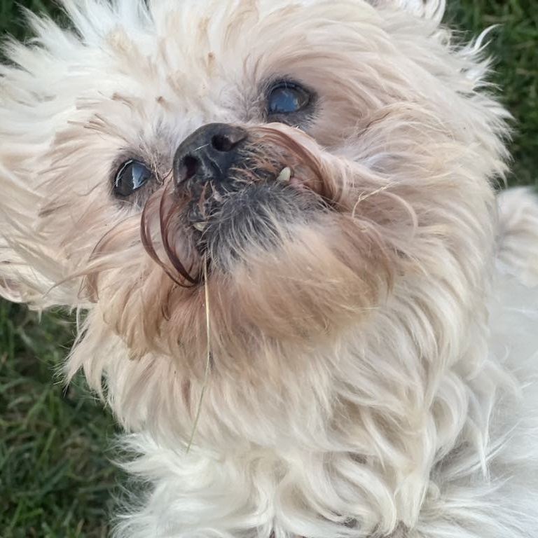 Enlarge Frodo, a Adoptable Lhasa Apso in Homer Glen, IL image 4/6