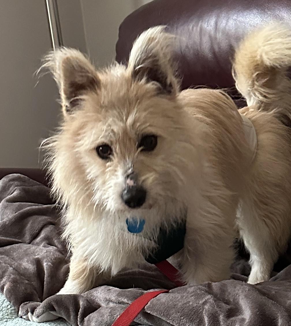 Enlarge Rachet, a ADOPTABLE Pomsky in Omaha, NE image 3/4