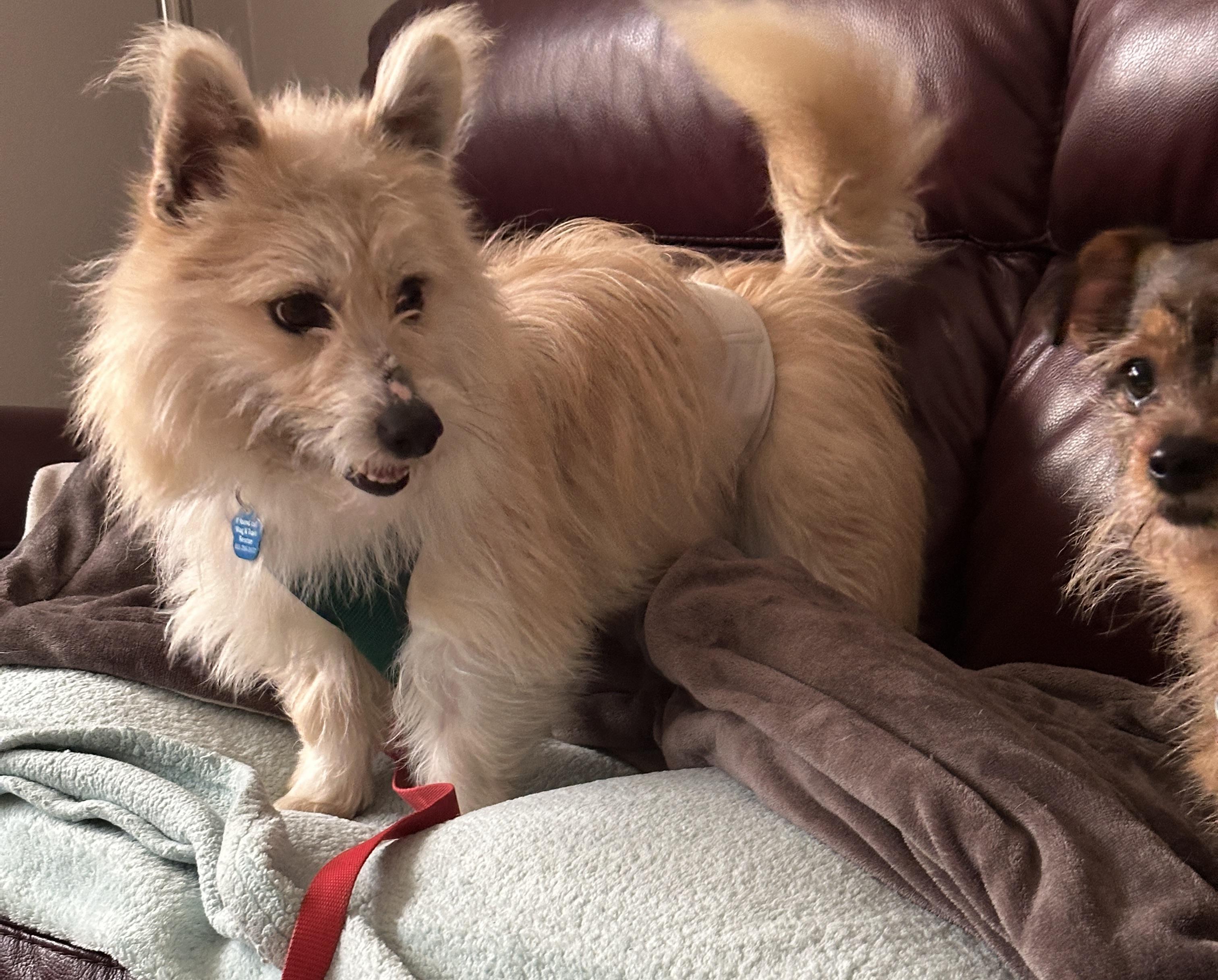 Enlarge Rachet, a ADOPTABLE Pomsky in Omaha, NE image 2/4