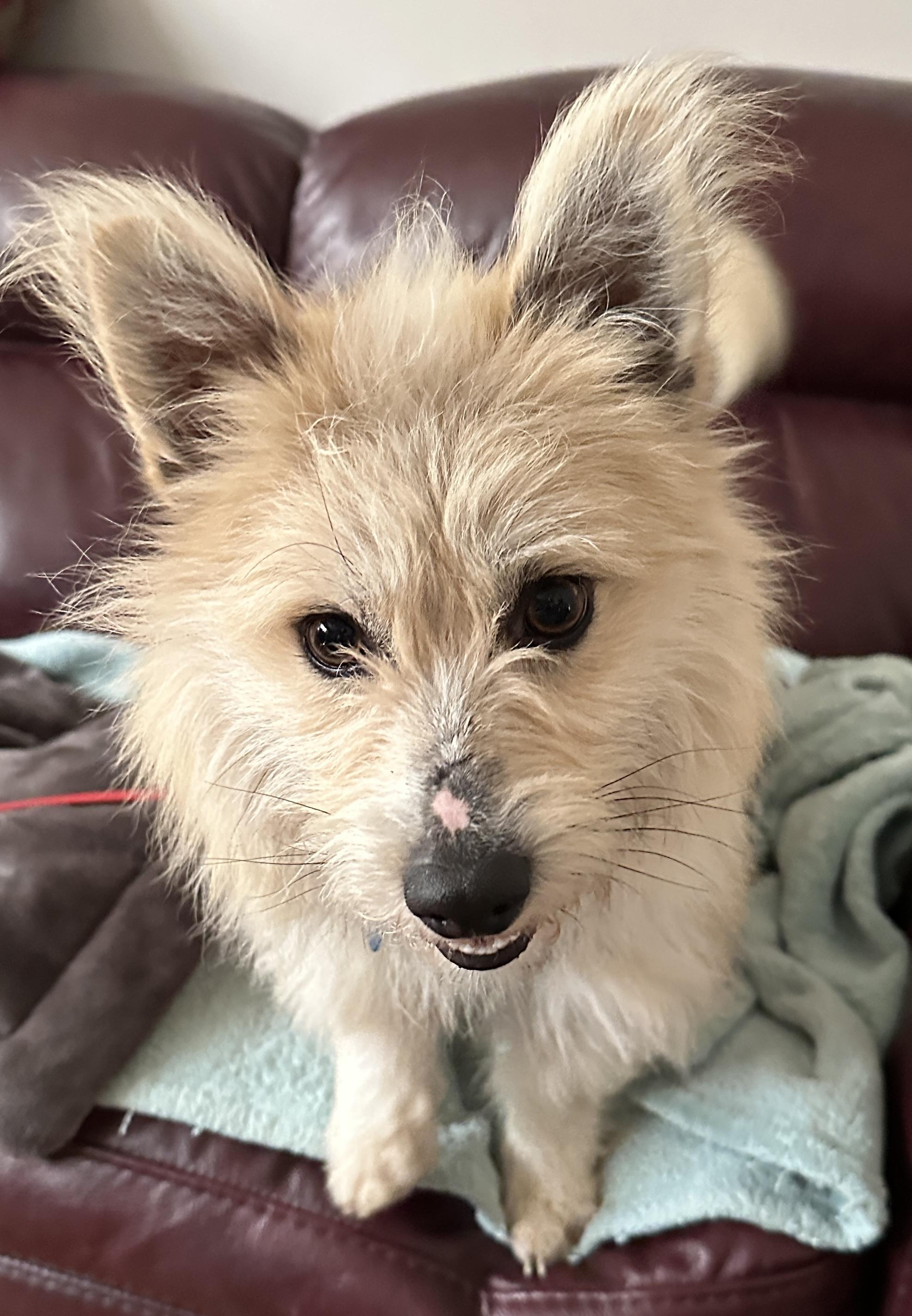 Enlarge Rachet, a ADOPTABLE Pomsky in Omaha, NE image 4/4