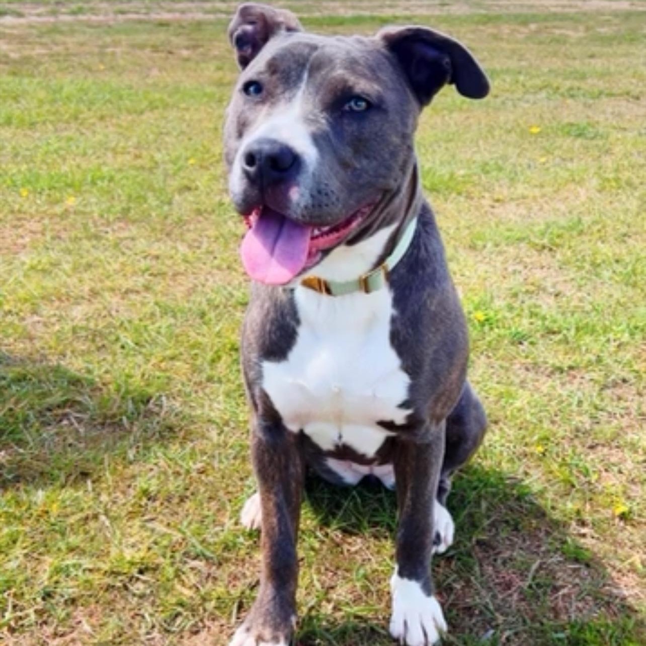 Luna, Young Female unknown