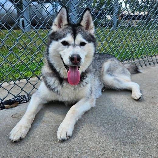 Juneau, an adopted Siberian Husky in Central Falls, RI image 1/6