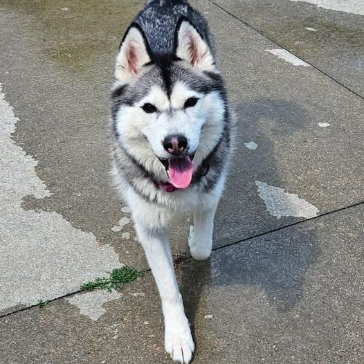 Juneau, an adopted Siberian Husky in Central Falls, RI image 4/6