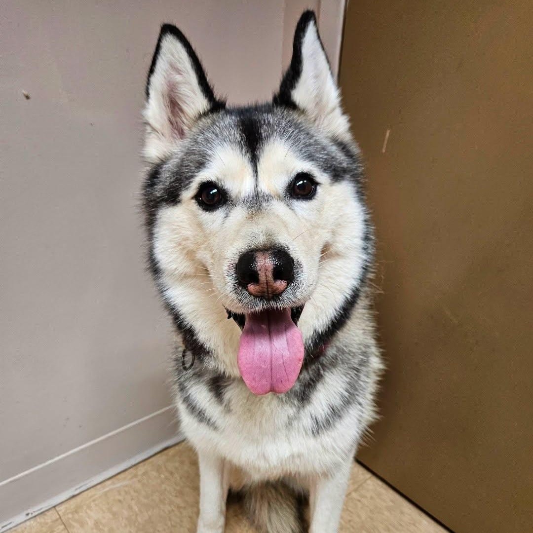 Juneau, an adopted Siberian Husky in Central Falls, RI image 5/6