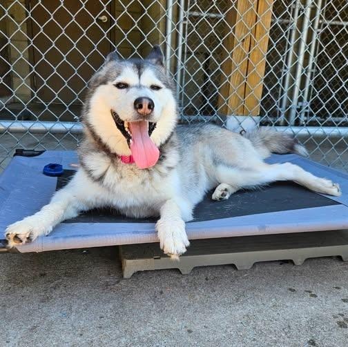 Juneau, an adopted Siberian Husky in Central Falls, RI image 3/6