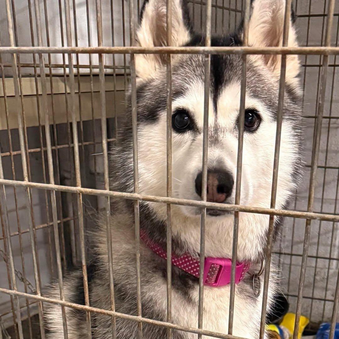 Juneau, an adopted Siberian Husky in Central Falls, RI image 6/6