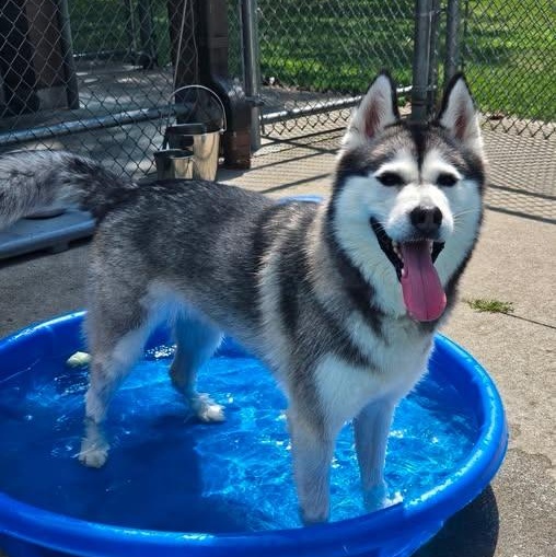 Juneau, an adopted Siberian Husky in Central Falls, RI image 2/6