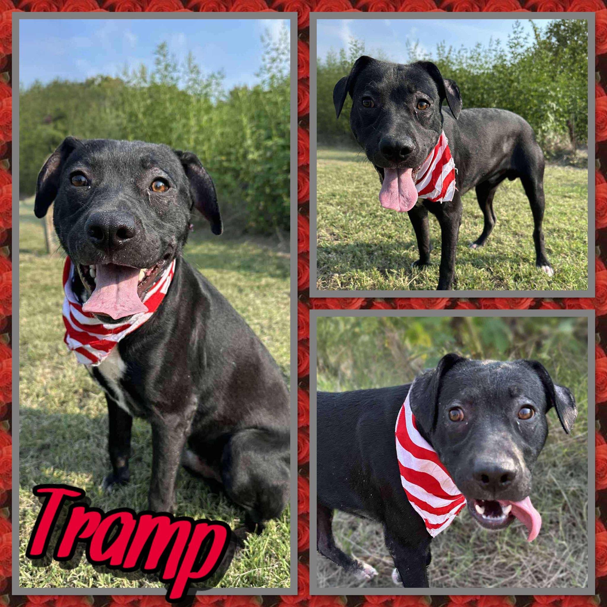 Tramp, Adoptable, Adult Male Pit Bull Terrier.