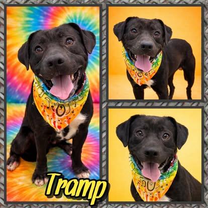 Tramp, Adoptable, Adult Male Pit Bull Terrier.