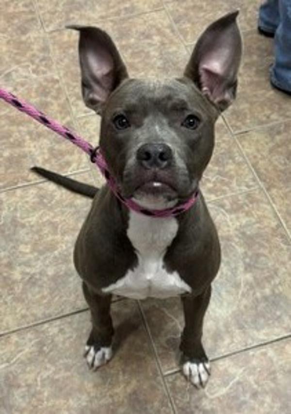 Enlarge Gwendolyn, a Adoptable mixed breed in Littleton, CO image 1/1