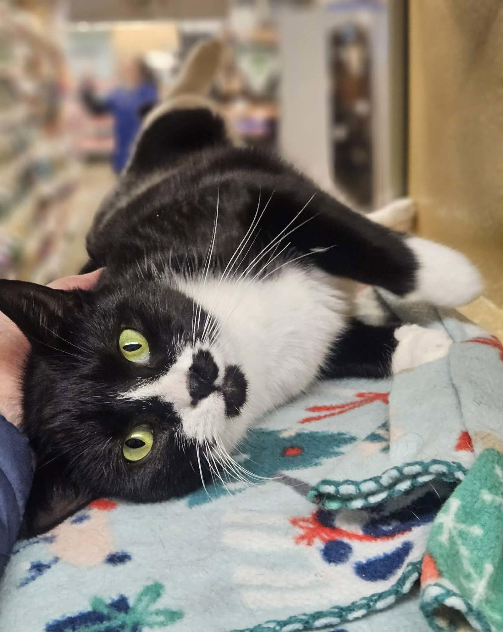 Sylvia, a Adopted Domestic Short Hair in Gonic, NH image 1/3