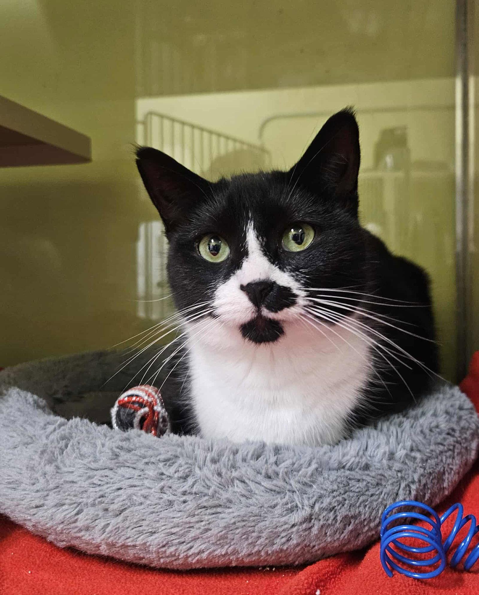 Sylvia, a Adopted Domestic Short Hair in Gonic, NH image 2/3
