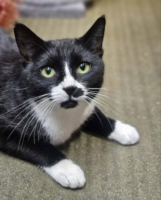 Sylvia, a Adopted Domestic Short Hair in Gonic, NH image 3/3
