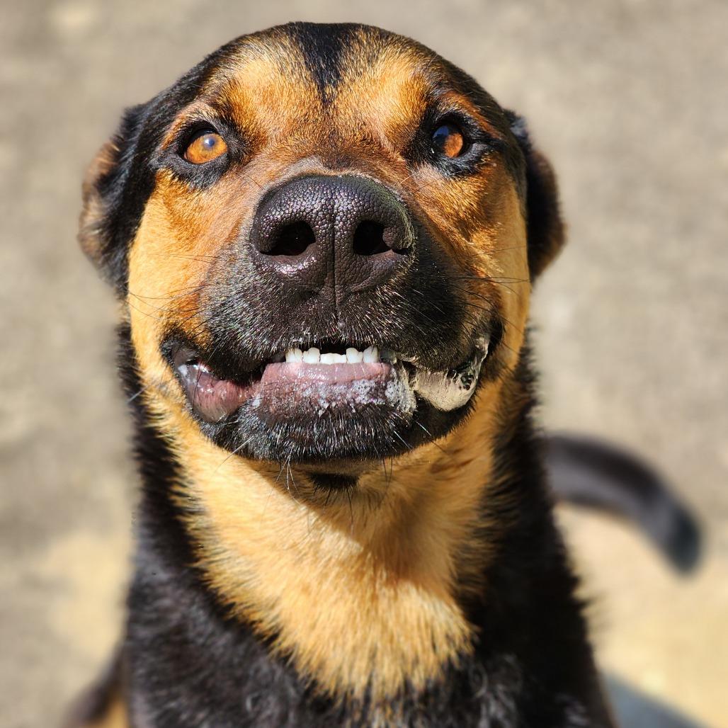 Buddy, Adoptable, Adult Male Retriever & German Shepherd Dog.