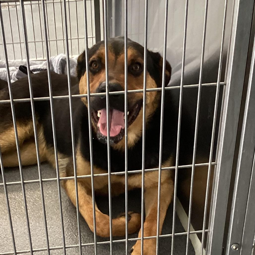 Buddy, a Adoptable mixed breed in Montgomery, AL image 2/2