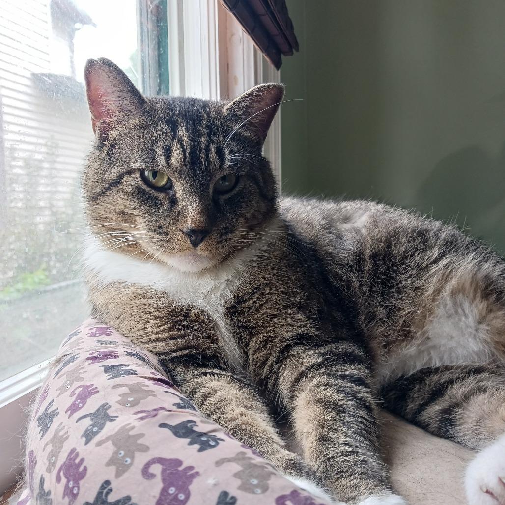 Meet more of TCPR's adoptable cats at The Cafe Meow - New Hope!, Adoptable, Adult Female Domestic Short Hair.