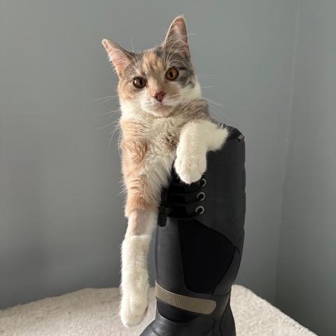 Enlarge Meet more of TCPR's adoptable cats at The Cafe Meow - New Hope!, a Adoptable Domestic Short Hair in St. Paul, MN image 2/6