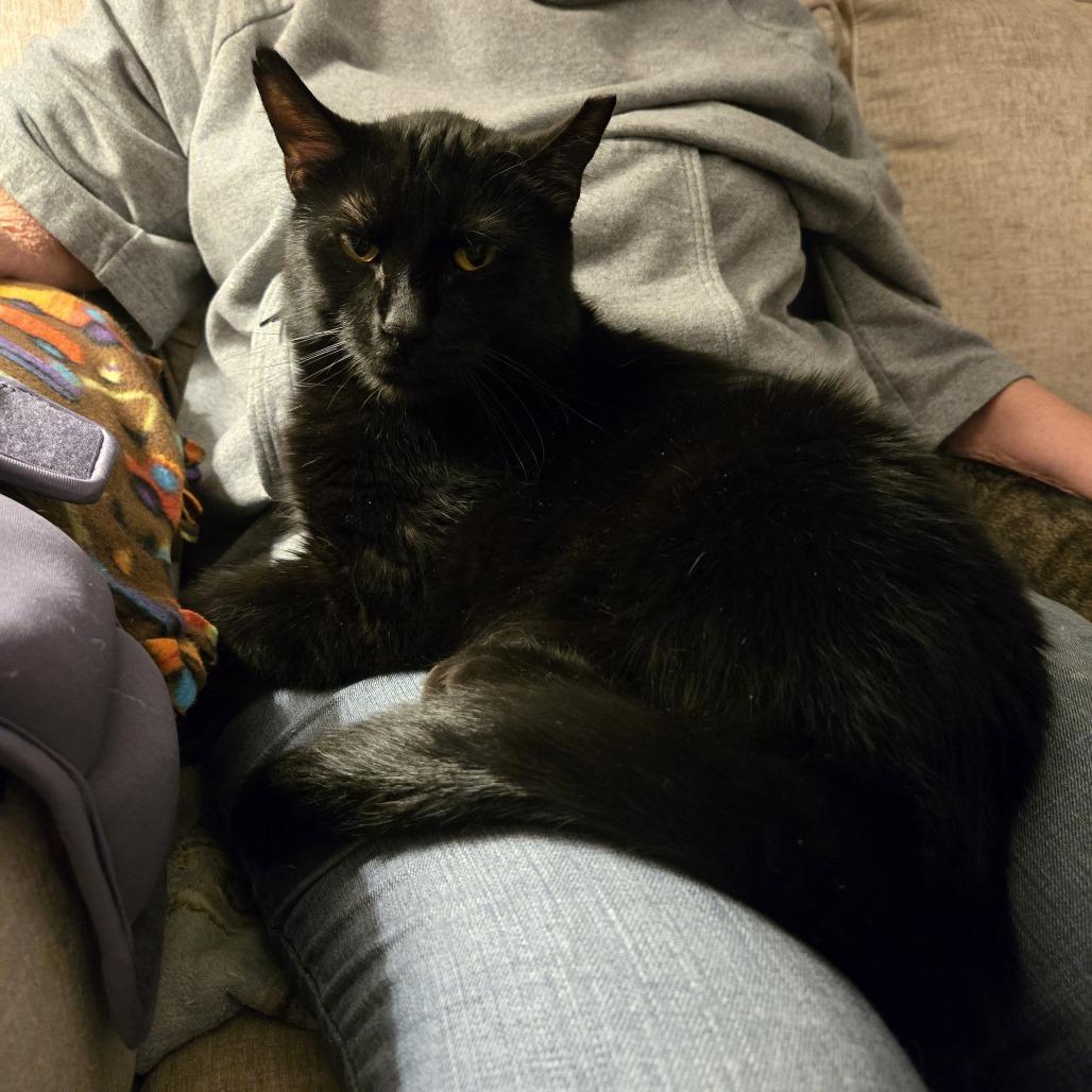 Enlarge Meet more of TCPR's adoptable cats at The Cafe Meow - New Hope!, a Adoptable Domestic Short Hair in St. Paul, MN image 3/6