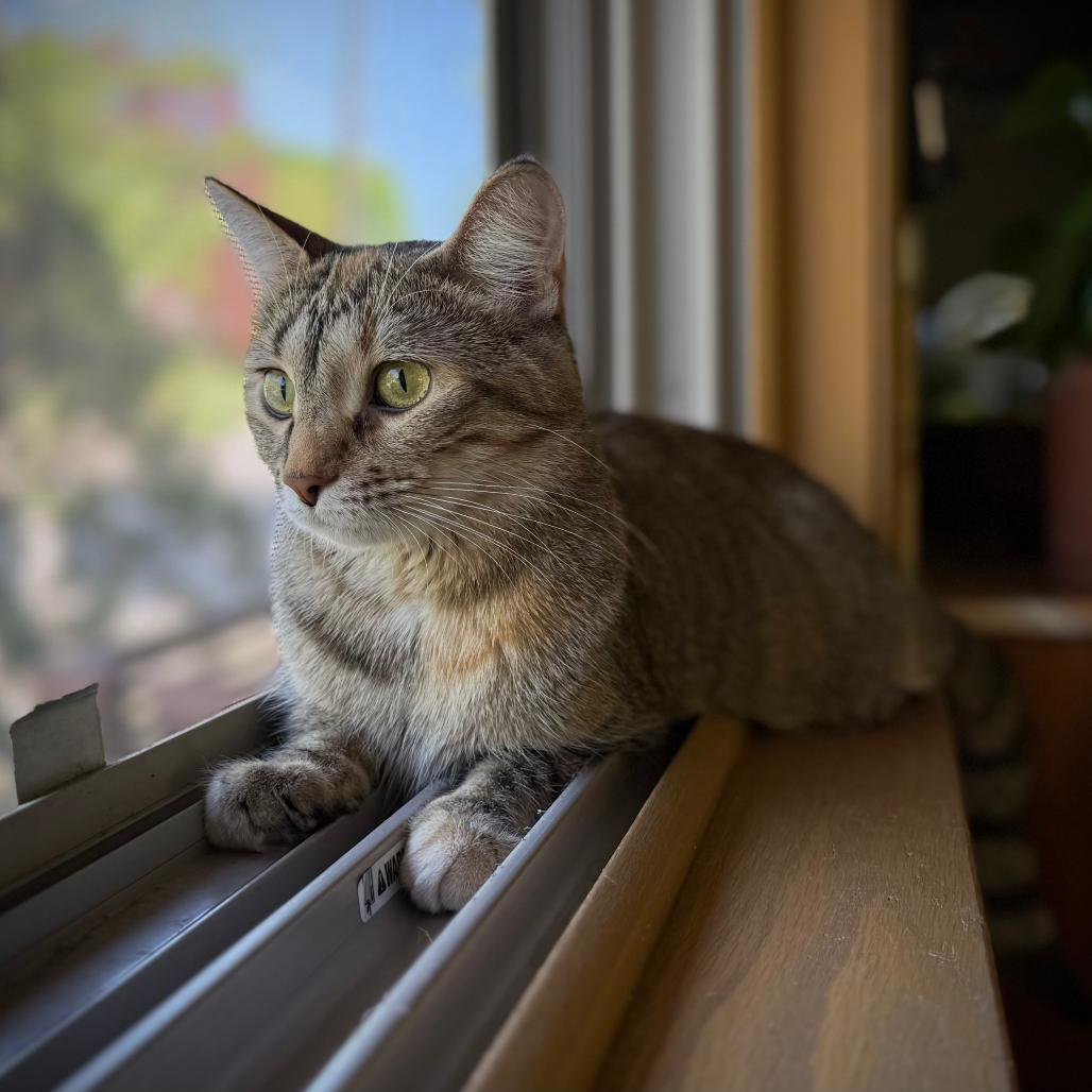 Enlarge Meet more of TCPR's adoptable cats at The Cafe Meow - New Hope!, a Adoptable Domestic Short Hair in St. Paul, MN image 4/6