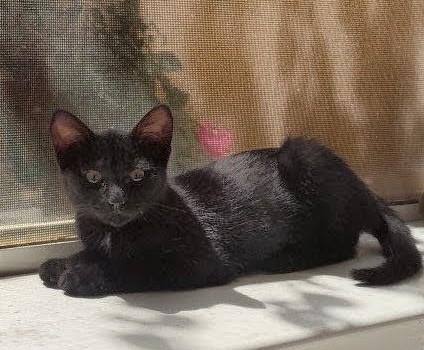 Enlarge Clementine, a ADOPTABLE Domestic Short Hair in Phoenix, AZ image 2/2