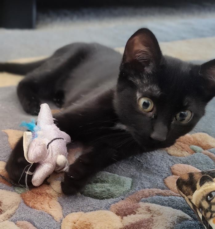 Enlarge Clementine, a ADOPTABLE Domestic Short Hair in Phoenix, AZ image 1/2